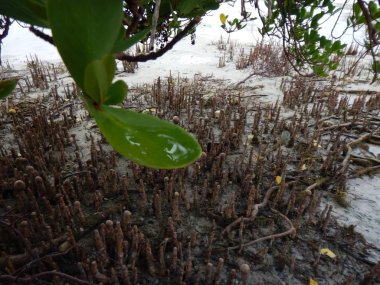 Zanzibar deniz kıyısında gelgit mangroves ile