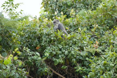 zanzibar kırmızı colobus maymun