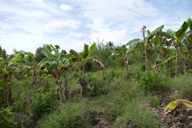 Muz ağacı ekimi yeşil yaprakları tam