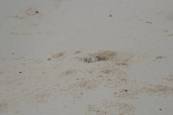 Kleine Krabbe am Strand versteckt sich in einem Loch — Stockfoto