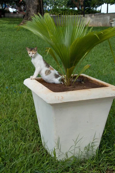 Gato en una maceta en un parque — Foto de Stock