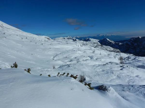 Vinter natur i Triglav nationalpark - Stock-foto