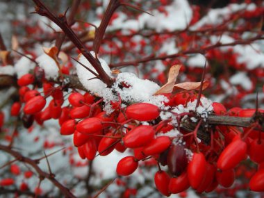 kırmızı dut bush frost ile detay