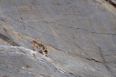 kayalık arazide vahşi dağ keçisi