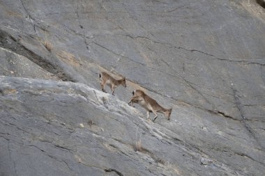 kayalık arazide vahşi dağ keçisi