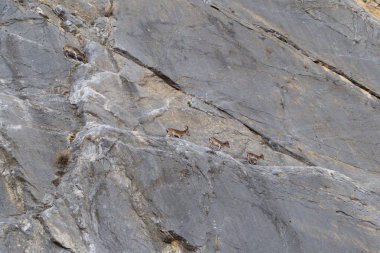 kayalık arazide vahşi dağ keçisi