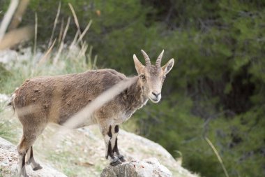 kayalık arazide vahşi dağ keçisi