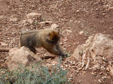 Cebelitarık rock makaque maymun 
