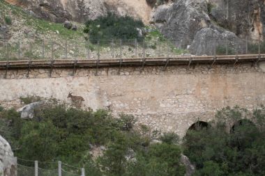 kayalık arazide vahşi dağ keçisi