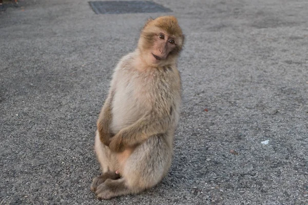 Cebelitarık rock makaque maymun — Stok fotoğraf