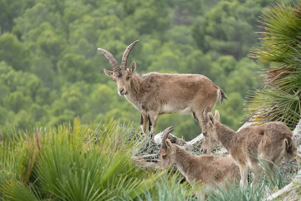 Cabra montés salvaje en un terreno rocoso —  Fotos de Stock