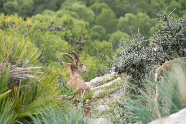 Wild mountain goat in a rocky terrain — Stock Photo, Image