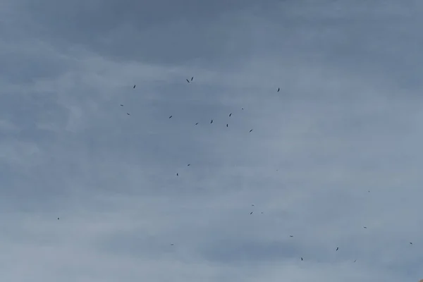 Eagle flygning i steniga södra Spanien — Stockfoto