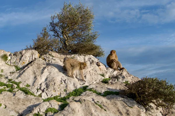 Makaque monkey on a gibraltar rock — Stock Photo, Image