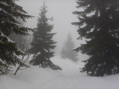 bir dağ orman puslu nemli gün