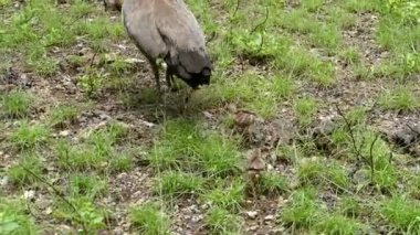 Afrika zanzibar hapishane Adası bahçesinde peacock