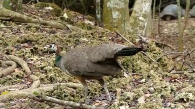 Afrika zanzibar hapishane Adası bahçesinde peacock