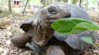 Hapishane Adası zanzibar'ağır çekimde turtle