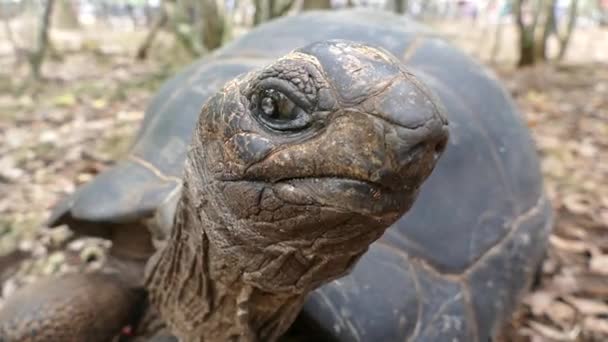 Sköldpadda Slow Motion Prison Island Zanzibar — Stockvideo