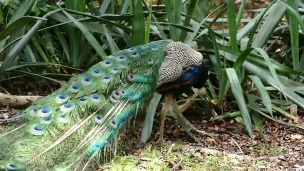 Peacock Zanzibar Prison Island Garden Africa — Stock Video