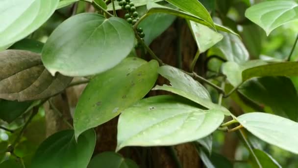 Pimiento Verde Árbol Una Granja Zanzíbar — Vídeos de Stock