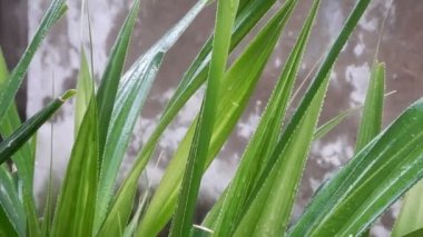 tropik bir fırtına şiddetli yağmur yeşil bir avuç içinde düşen yaprakları