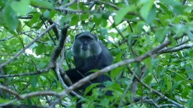 bir merak kırmızı colobus maymun bir ağaç üzerinde