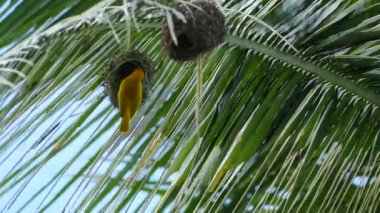 Nest yanındaki bir palmiye ağacı üzerinde uçan küçük sarı kuş