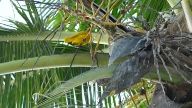 Nest yanındaki bir palmiye ağacı üzerinde uçan küçük sarı kuş