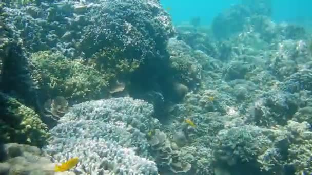 Mossa Liscia Subacquea Snorcheling Nella Barriera Corallina — Video Stock