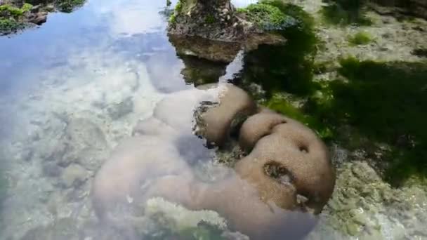 在非洲低潮的平静珊瑚海岸的细节 — 图库视频影像