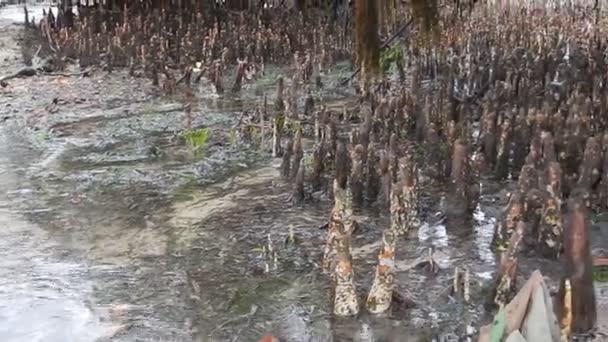 Détail Une Mangrove Marée Basse Afrique — Video