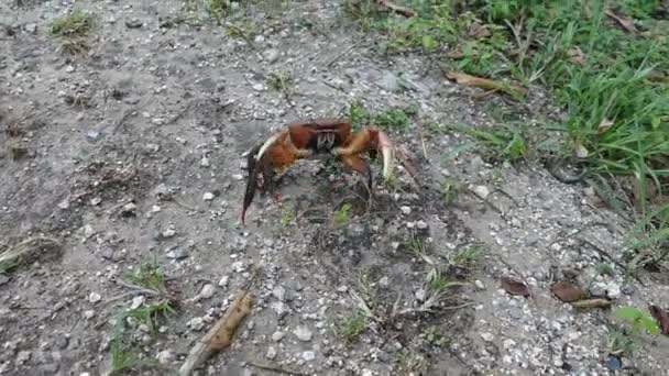 在奔跑中散步的大螃蟹边 — 图库视频影像