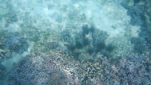 サンゴ礁における Snorcheling の水中の滑らかな動き — ストック動画