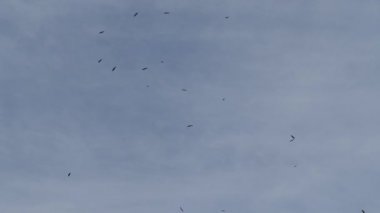 üzerinde mavi bir gökyüzü uçan birçok vahşi Kartallar