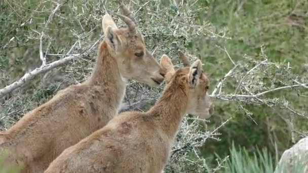 Cabras Montesas Rochas Natureza Torno Chorro Espanha — Vídeo de Stock