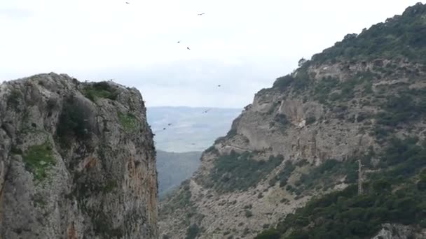 Muitas Águias Selvagens Voando Céu Azul — Vídeo de Stock