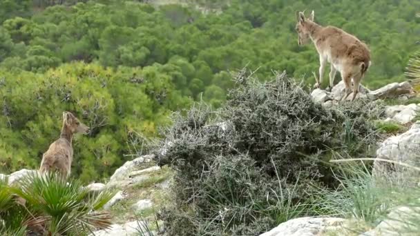 Bergziegen Auf Felsen Der Natur Rund Chorro Spanien — Stockvideo