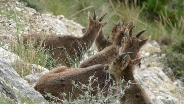 Bergsgetter Stenar Naturen Runt Chorro Spanien — Stockvideo