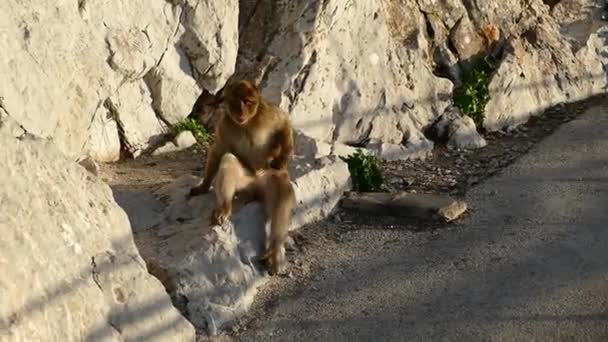 Monos Macacos Salvajes Famosos Una Roca Gibraltar — Vídeos de Stock