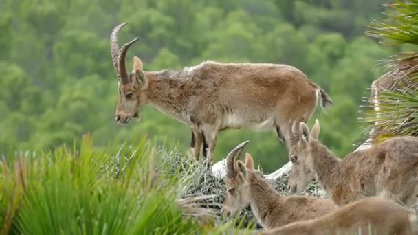 スペインのエル チョロの周りの自然の岩の山のヤギ — ストック動画