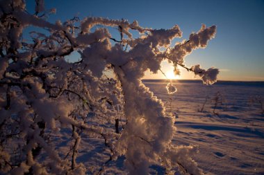 Kış lappland donmuş ağaçlarda