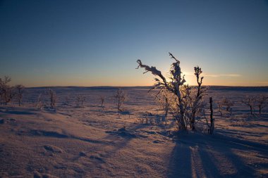 Kuzey lappland güzel donmuş ağaçlarda