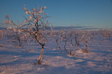 Kış lappland donmuş ağaçlarda