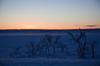 Kuzey lappland güzel donmuş ağaçlarda