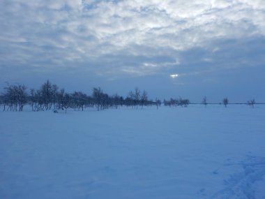 Kuzey lappland güzel donmuş ağaçlarda