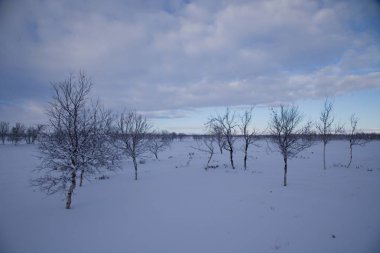 Kuzey lappland güzel donmuş ağaçlarda