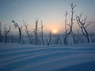 Kuzey lappland donmuş ağaçlarda