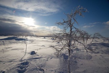 Kuzey lappland güzel donmuş ağaçlarda