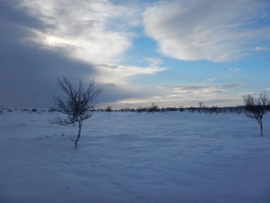 Kuzey lappland güzel donmuş ağaçlarda